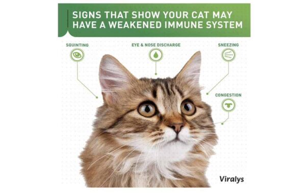 Vetoquinol L-lysine Powder for Cats - Image 3